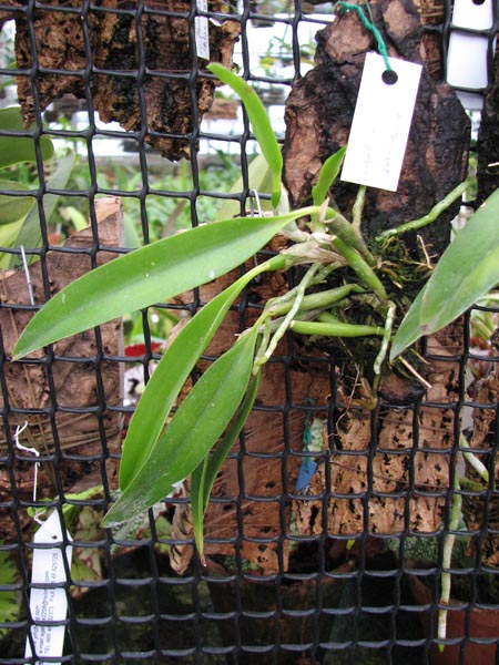 Laelia dayana 1.jpg