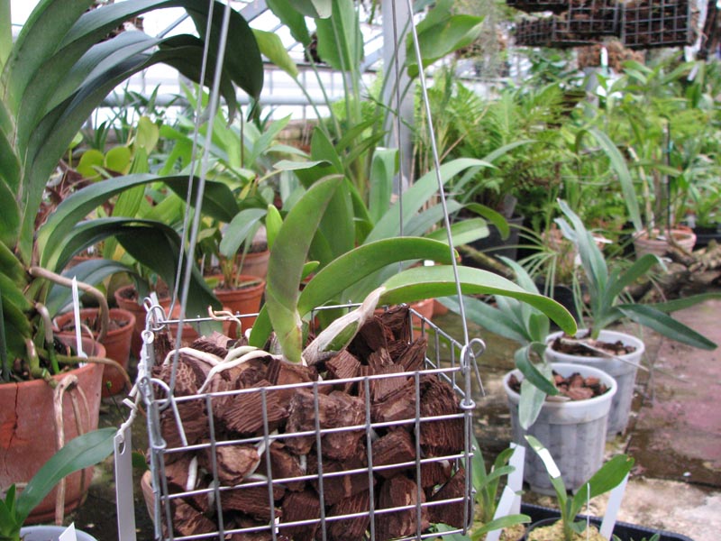 Laelia alaori x sincorana 2.jpg