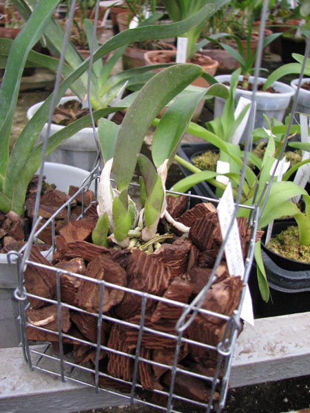 Laelia alaori x sincorana 3.jpg