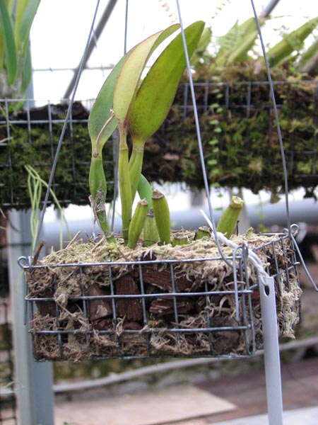 Sophrolaeliocattleya Pink Doll Garnet Sea.jpg