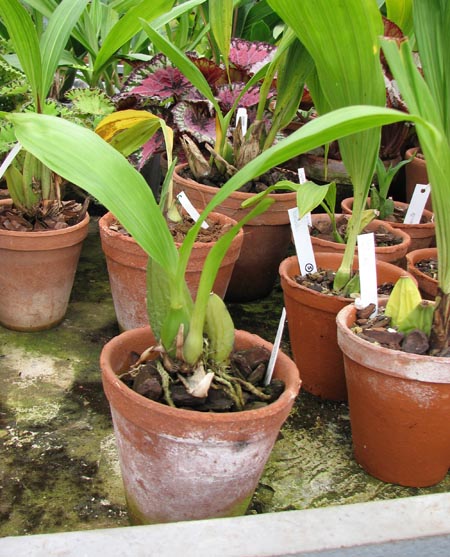 Anguloa clowesii 1.jpg