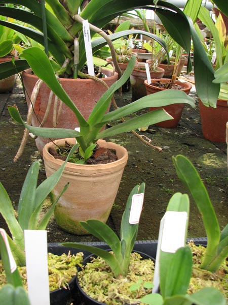 Aeranthes Grandiose grandiflora x ramosa.jpg