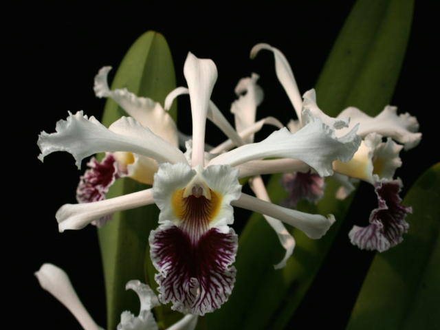 Laelia crispa x sib