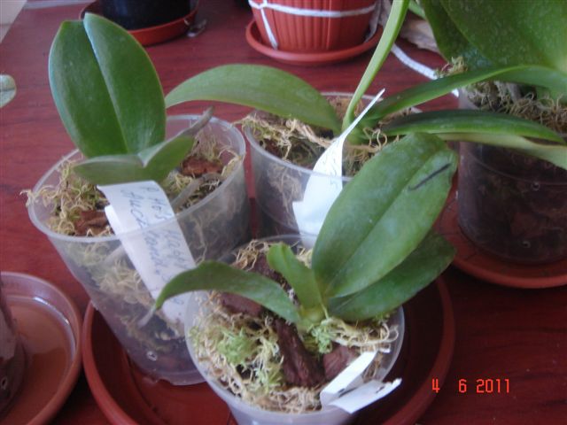 DSC01526.JPG