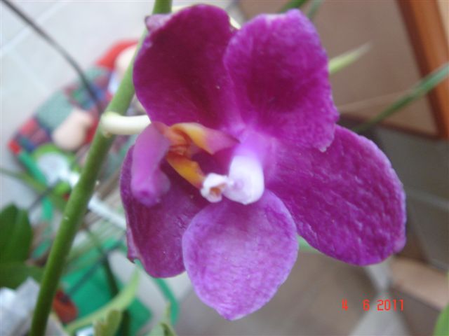 DSC01527.JPG