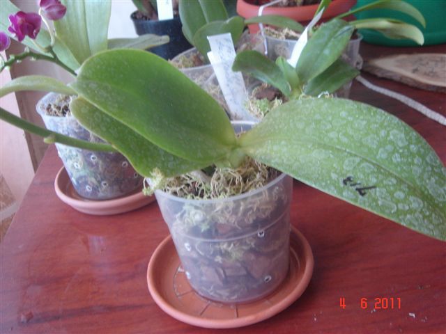 DSC01529.JPG
