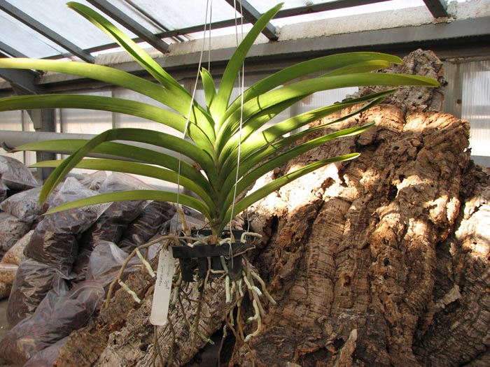 Vanda Sumon Spot x Vanda Srakaew.jpg
