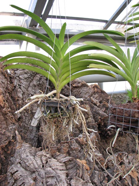 Vanda Rose Davis x Vanda Dr Anek.jpg