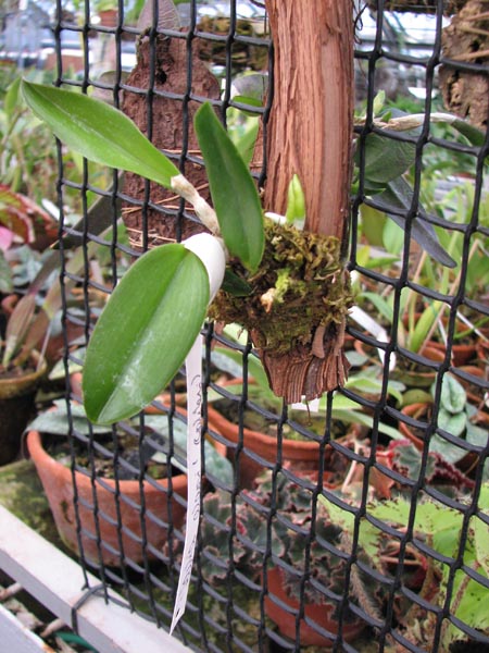Laelia alaori colibri.jpg