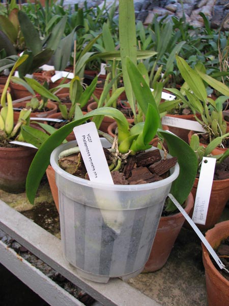 Phalaenopsis equestris alba.jpg