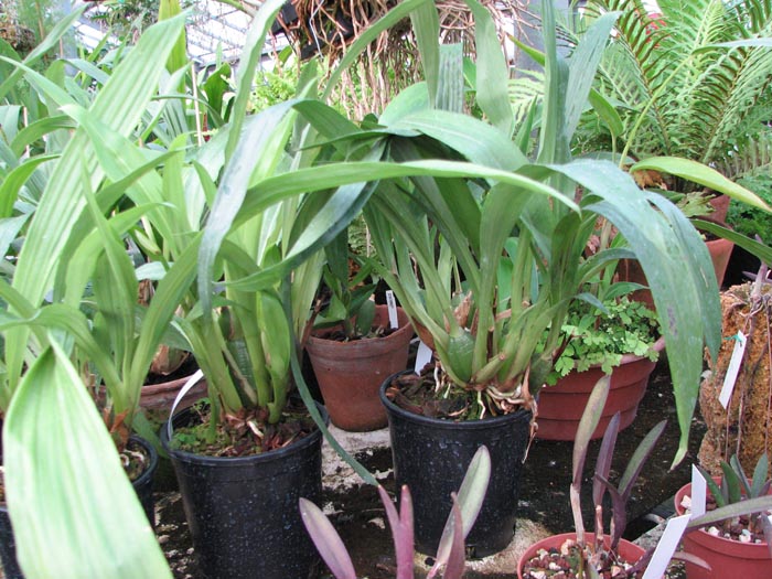 Propetalum Hark 1.jpg