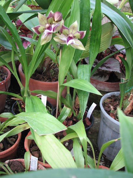 Zygopetalum Rhein Blue Angel.jpg