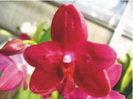 Phalaenopsis Stone Morning x Sogo Grape.jpg