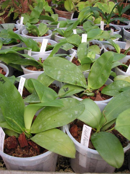 Phalaenopsis Princess Kaiulani.jpg