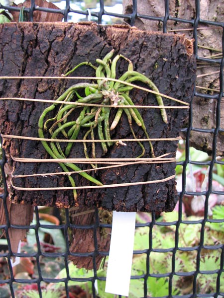 Chiloschista usnoides.jpg