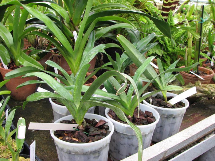 Angraecum sesquipedale.jpg