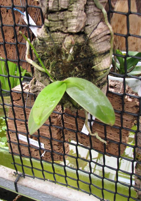Phalaenopsis equestris var leucotanthe.jpg