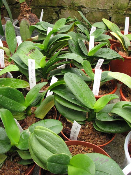 Doritaenopsis Sogo Vivien.jpg