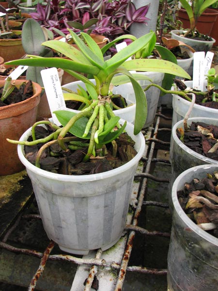 Doritis pulcherrima.jpg