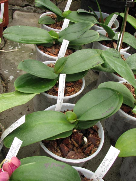 Doritaenopsis Sogo Berry.jpg