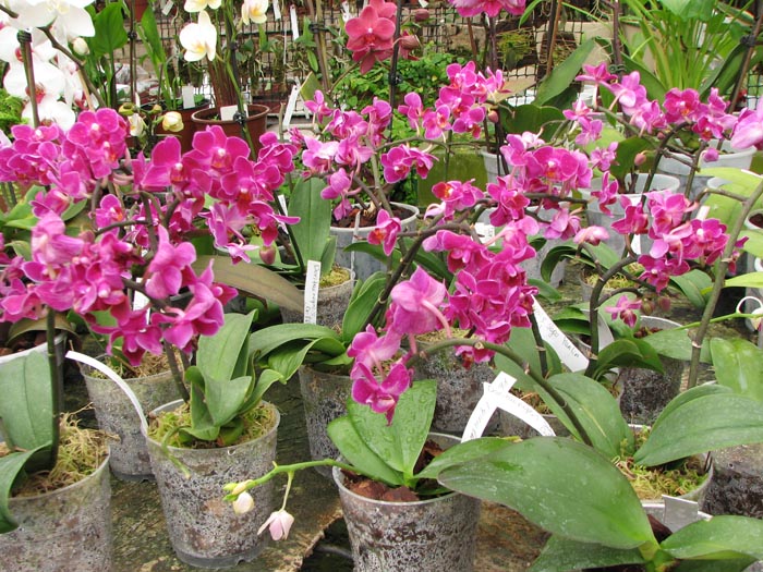 Doritaenopsis Sogo Yenlin Coffee.jpg