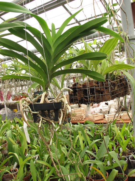 Vanda Manuel Torres.jpg