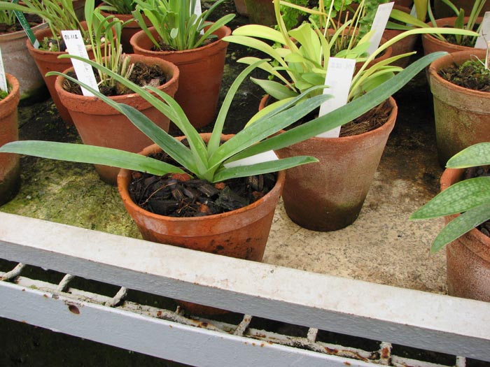 Paphiopedilum hirsutissimum 1.jpg