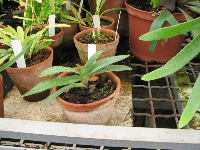 Paphiopedilum rothschildianum X micranthum.jpg