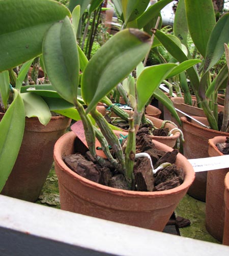 Laeliocattleya Love Knot Sato.jpg