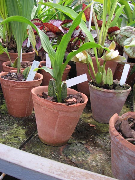 Lycaste cruenta 1.jpg