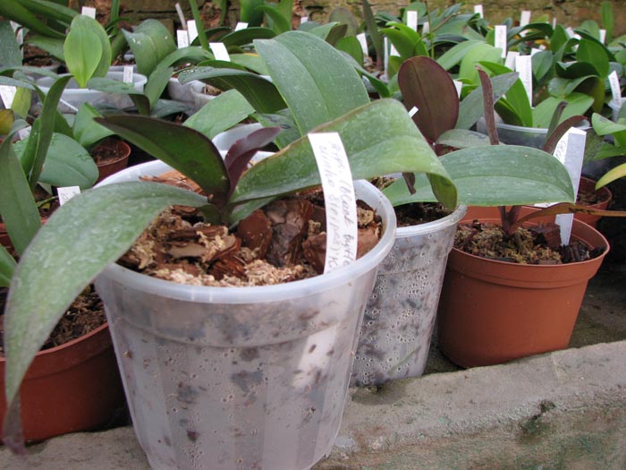 Doritaenopsis Black Butterfly x Minho Stripes Kitty Cat.jpg