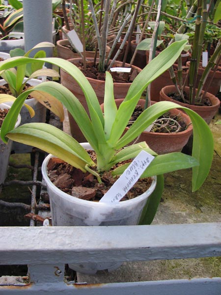 Doritaenopsis Kenneth Schubert Blue.jpg