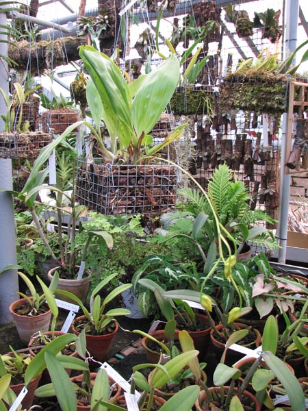 Gongora flaveola.jpg