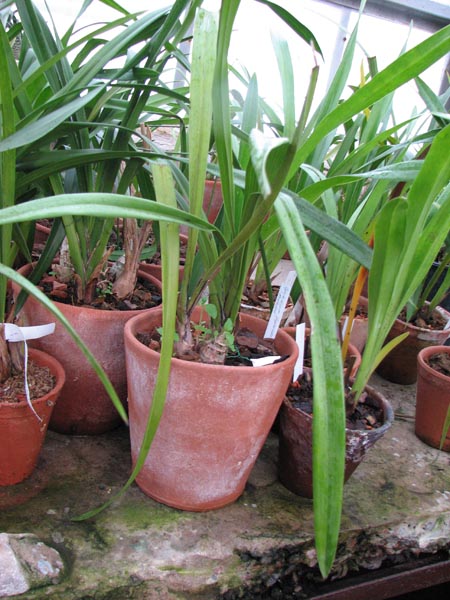 Cymbidium Supernova Redhead 1.jpg