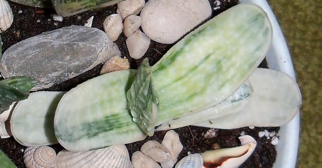 Gasteria nigricans marmorata.jpg