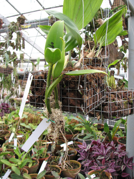 Schomburgkia Thomsoniana x Cattleya Penny Kuroda.jpg