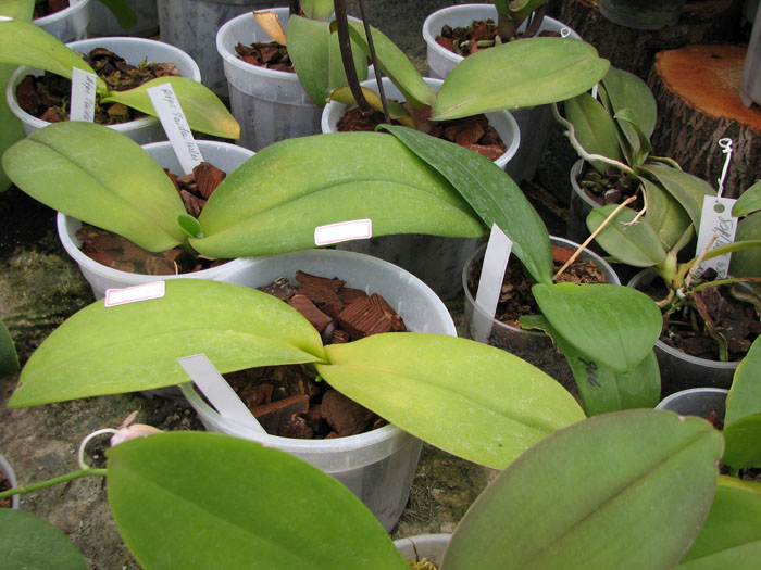 Doritaenopsis Taida Salu.jpg