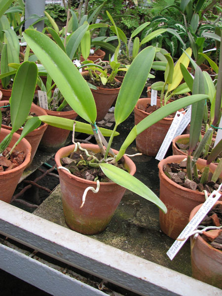 Cattleya rex x Cattleya rex.jpg