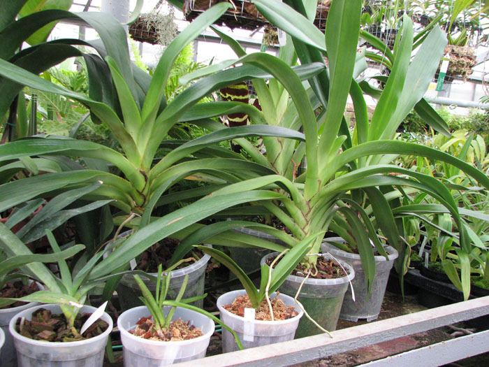 Angraecum eburneum.jpg