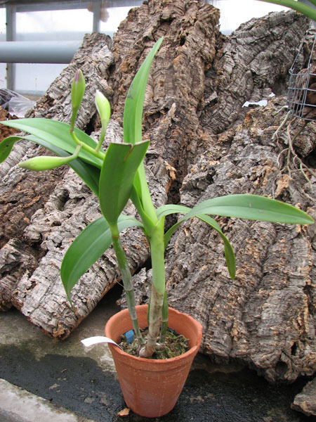 Epilaeliocattleya Mae Bly Ching Hua Splash.jpg