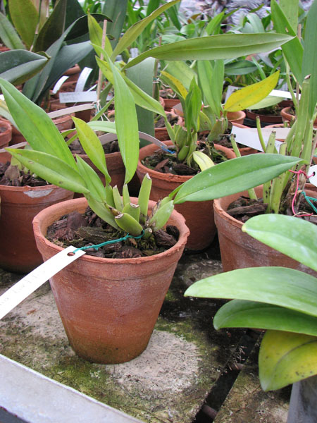 Trichopilia tortillis.jpg