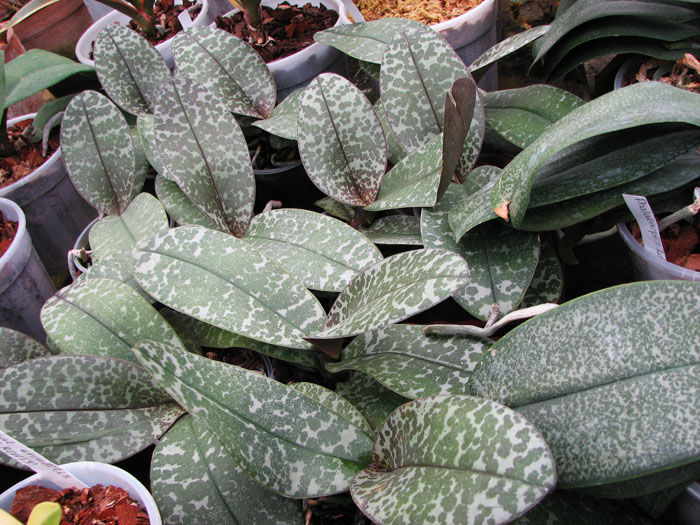 Phalaenopsis Philadelphia.jpg