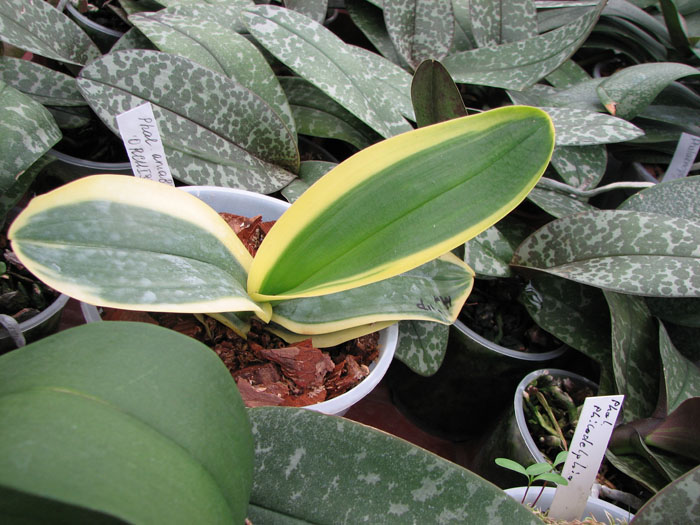 Phalaenopsis amabilis.jpg