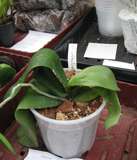 Phalaenopsis Golden Emperor Sweet.jpg