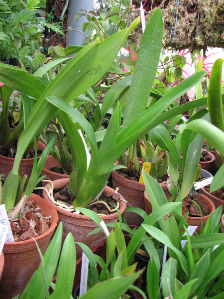 Brassia maculata.jpg