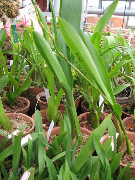 Brassia Enteral Wind Summer Dream.jpg