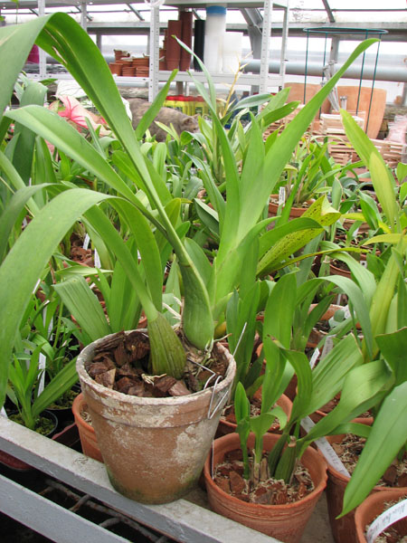 Beallara Eurostar.jpg