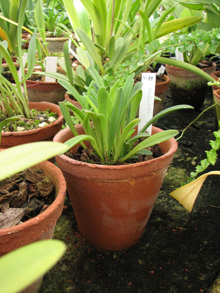 Masdevallia civilis.jpg