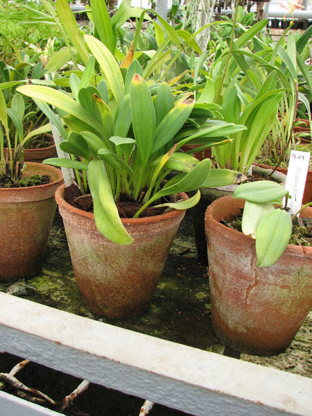 Masdevallia carpishica.jpg