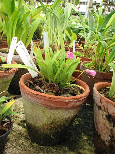 Masdevallia lamprotyria.jpg